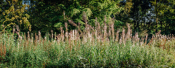 HEW_Woodland_Walk_Project_2021