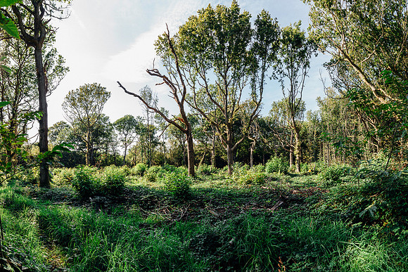 HEW_Woodland_Walk_Project_2021