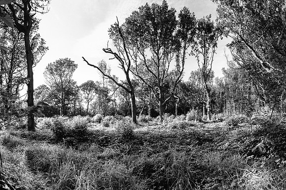 HEW_Woodland_Walk_Project_2021