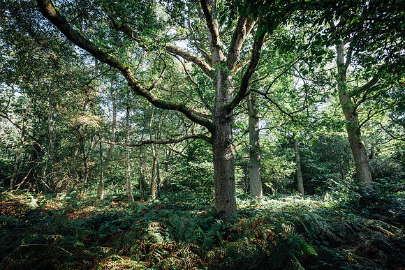 HEW_Woodland_Walk_Project_2021