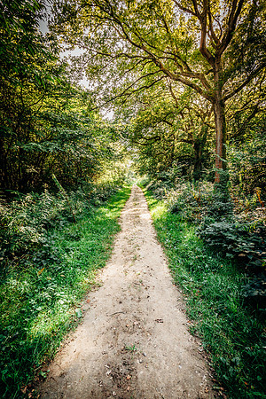 HEW_Woodland_Walk_Project_2021