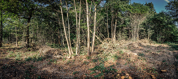 HEW_Woodland_Walk_Project_2021