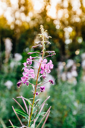 HEW_Woodland_Walk_Project_2021
