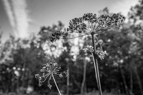 HEW_Woodland_Walk_Project_2021