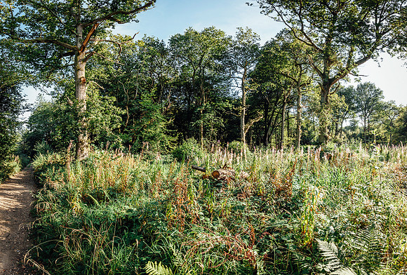 HEW_Woodland_Walk_Project_2021
