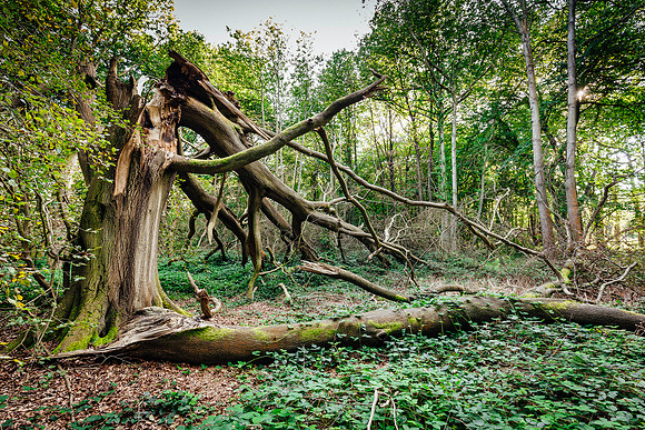 HEW_Woodland_Walk_Project_2021